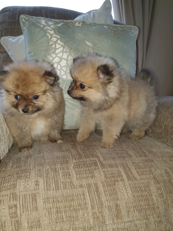 gumtree teddy bear puppies